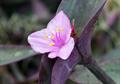 purple-heart